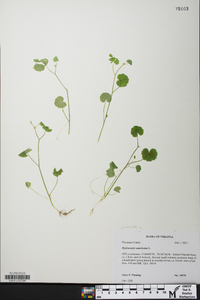 Hydrocotyle americana image