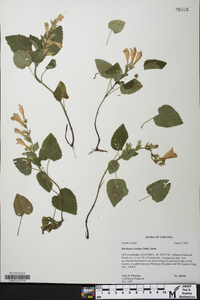 Meehania cordata image