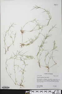 Eragrostis hypnoides image