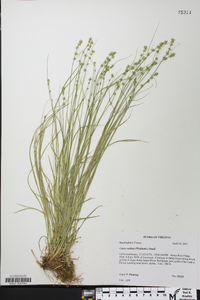 Carex radiata image