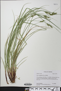 Carex complanata image