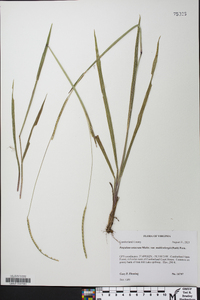 Paspalum setaceum var. muhlenbergii image