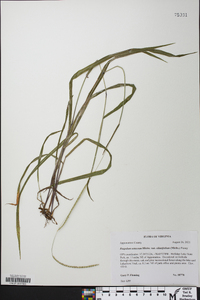 Paspalum setaceum var. ciliatifolium image