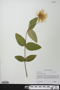 Clematis ochroleuca image