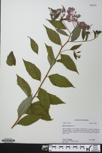 Spiraea japonica image