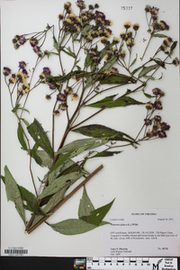 Vernonia glauca image