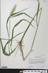 Elymus glabriflorus image