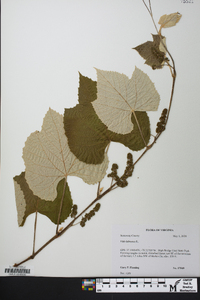 Vitis labrusca image