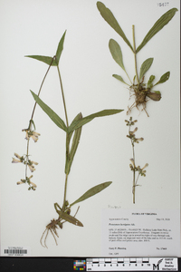 Penstemon laevigatus image