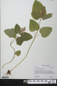 Scutellaria ovata image