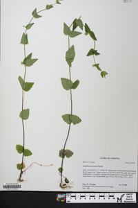 Scutellaria nervosa image