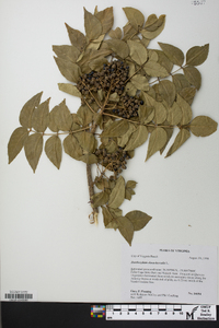 Zanthoxylum clava-herculis image