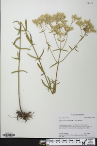 Eupatorium leucolepis image