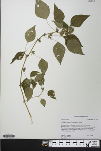 Acalypha deamii image