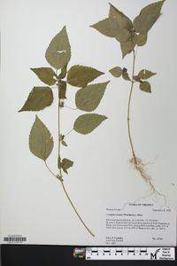 Acalypha deamii image