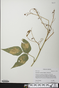 Desmodium cuspidatum image