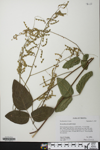 Desmodium fernaldii image