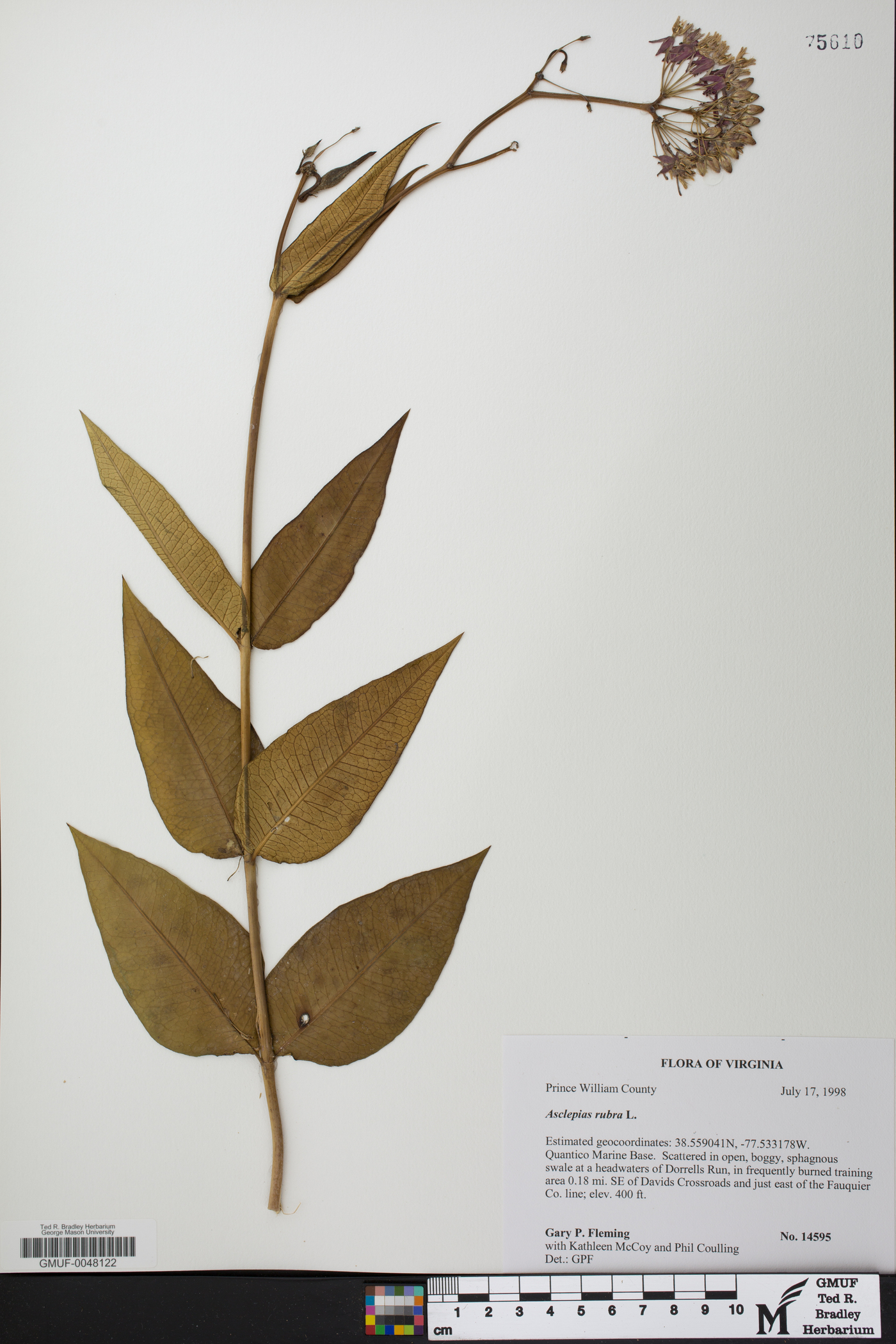 Asclepias rubra image