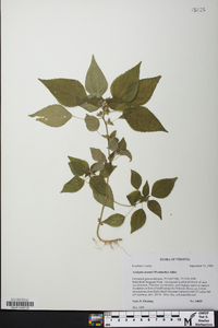 Acalypha deamii image