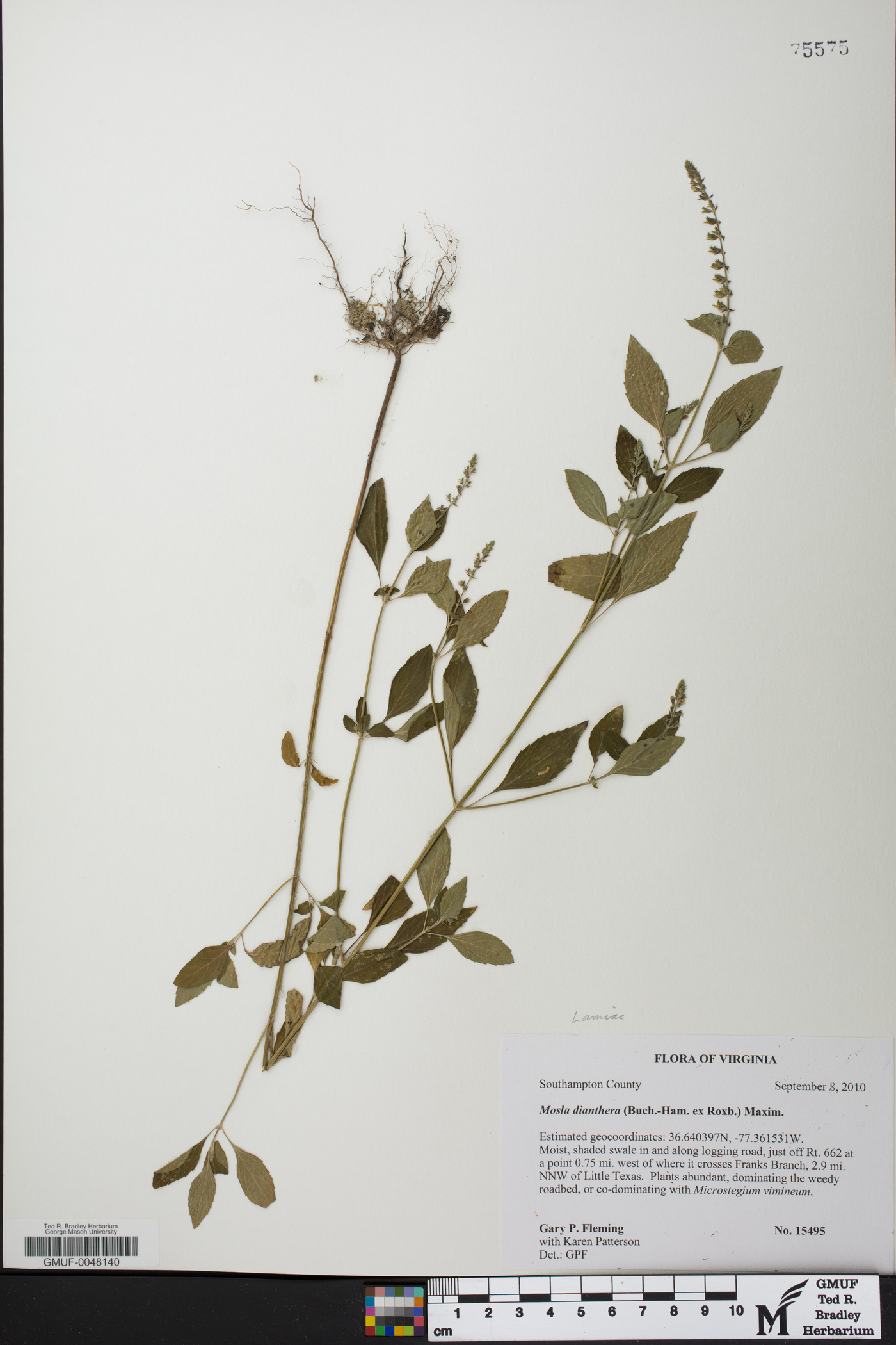Mosla scabra image