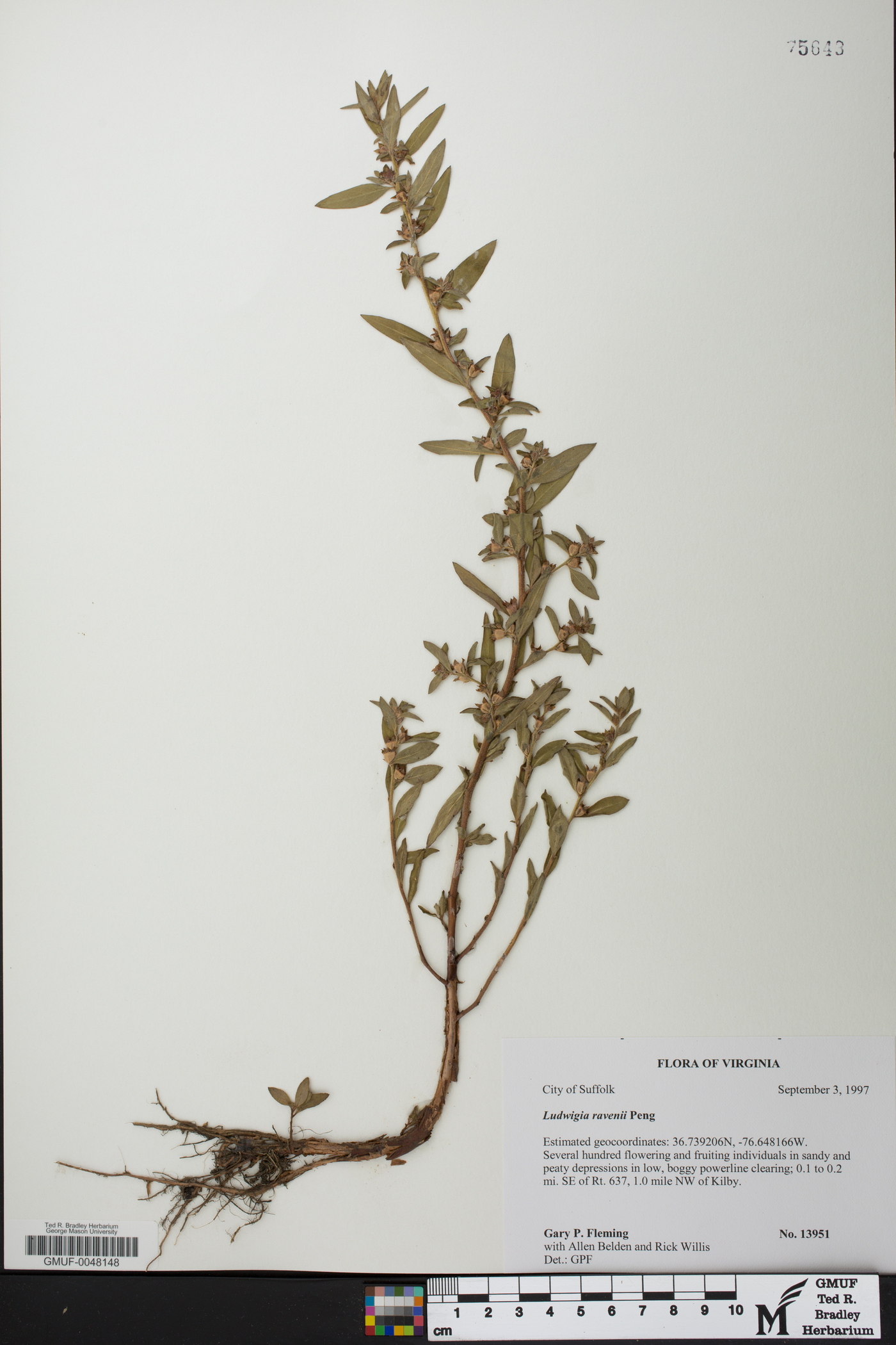 Ludwigia ravenii image