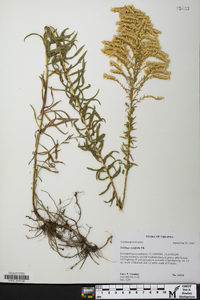 Solidago tortifolia image