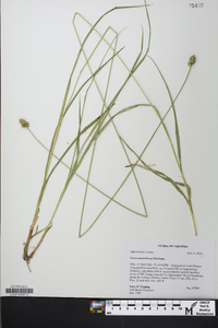 Carex mesochorea image