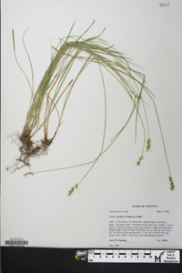 Carex retroflexa var. retroflexa image
