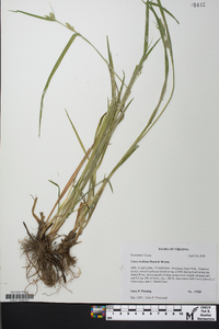 Carex kraliana image