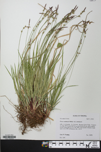 Carex communis var. communis image