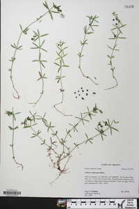 Galium uniflorum image