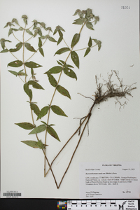 Pycnanthemum muticum image