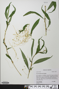 Cuscuta polygonorum image