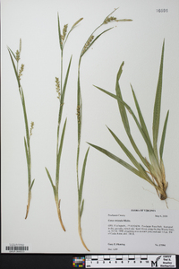 Carex striatula image