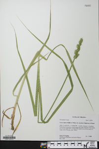 Carex stipata var. maxima image