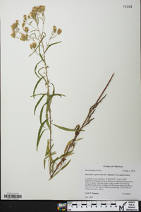 Brickellia eupatorioides image