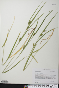 Carex grisea image