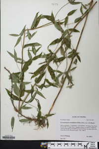 Pycnanthemum verticillatum image