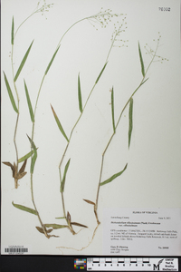 Dichanthelium villosissimum var. villosissimum image