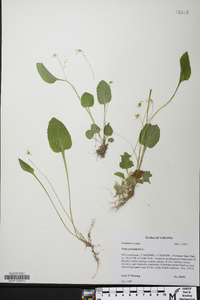 Viola primulifolia image