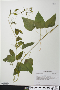 Smilax pulverulenta image