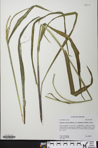 Paspalum setaceum var. ciliatifolium image