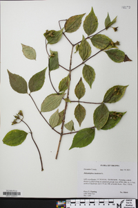 Philadelphus inodorus image