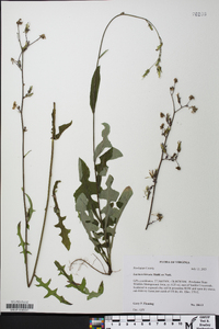 Lactuca hirsuta image