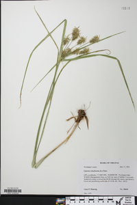 Cyperus retrofractus image