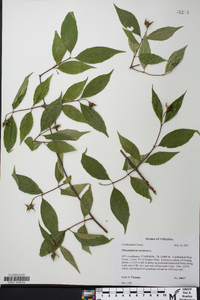 Philadelphus inodorus image