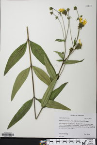 Silphium asteriscus var. latifolium image