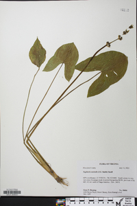 Sagittaria australis image