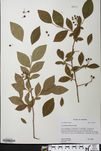 Vaccinium formosum image