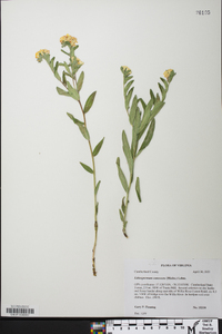 Lithospermum canescens image